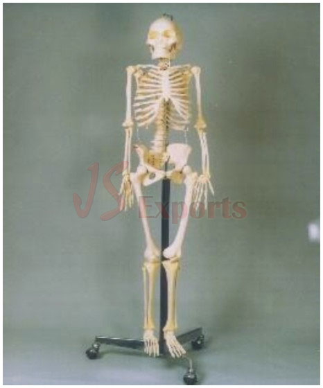 HUMAN SKELETON